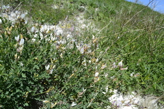 Astragalus glaucus