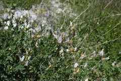 Astragalus glaucus