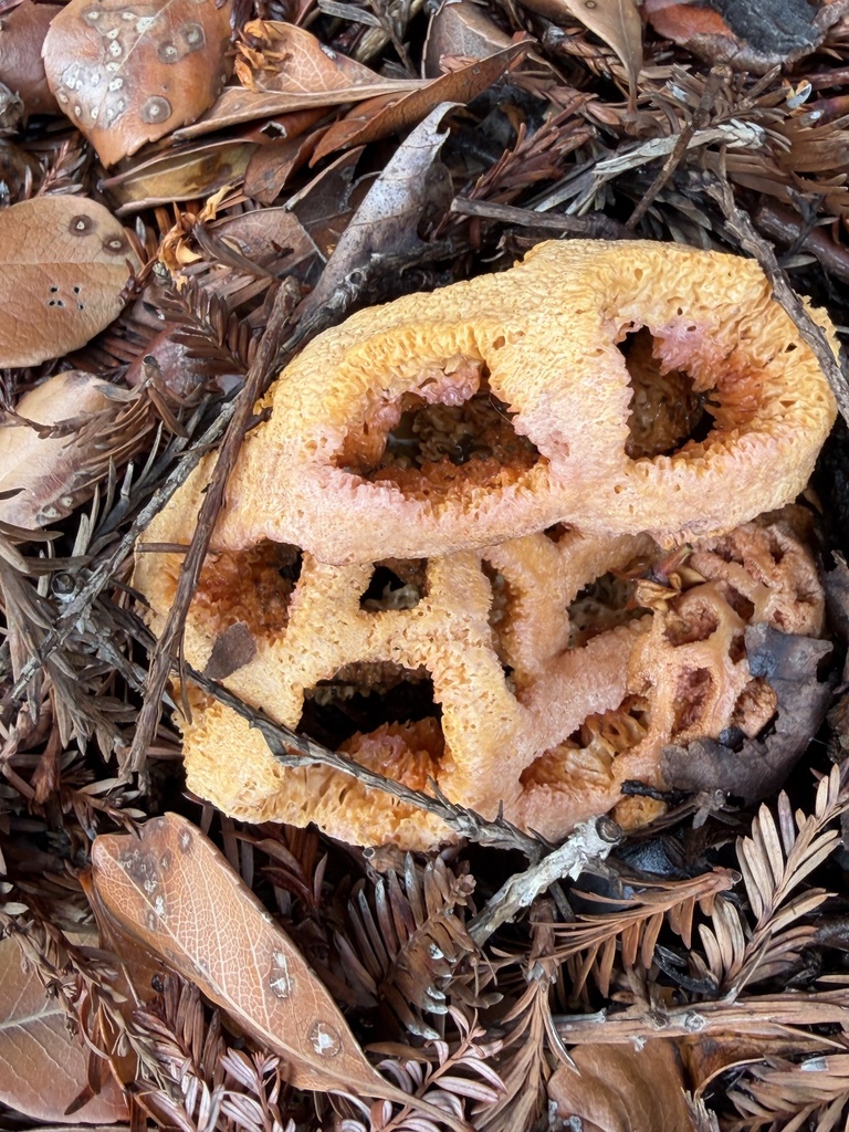 Clathrus ruber · April 2026 · photo: © irinamitine (iNaturalist, cc-by)
