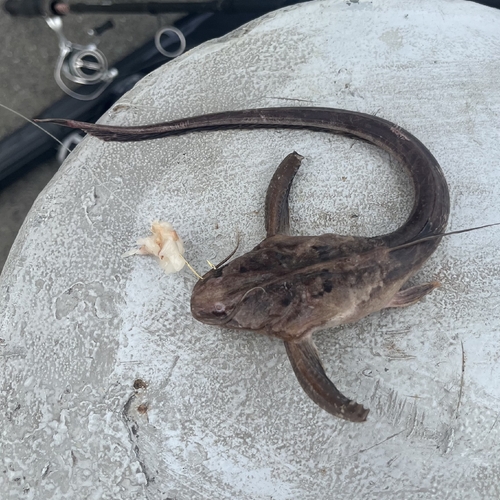 Banded banjo (Platystacus cotylephorus) — Aspredinidae — 3