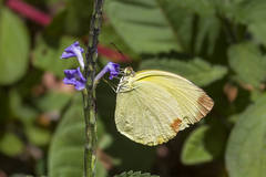 Pyrisitia dina westwoodi