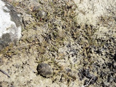 Leptinella maniototo