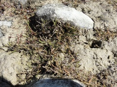 Leptinella maniototo