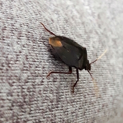 Antiteuchus mixtus