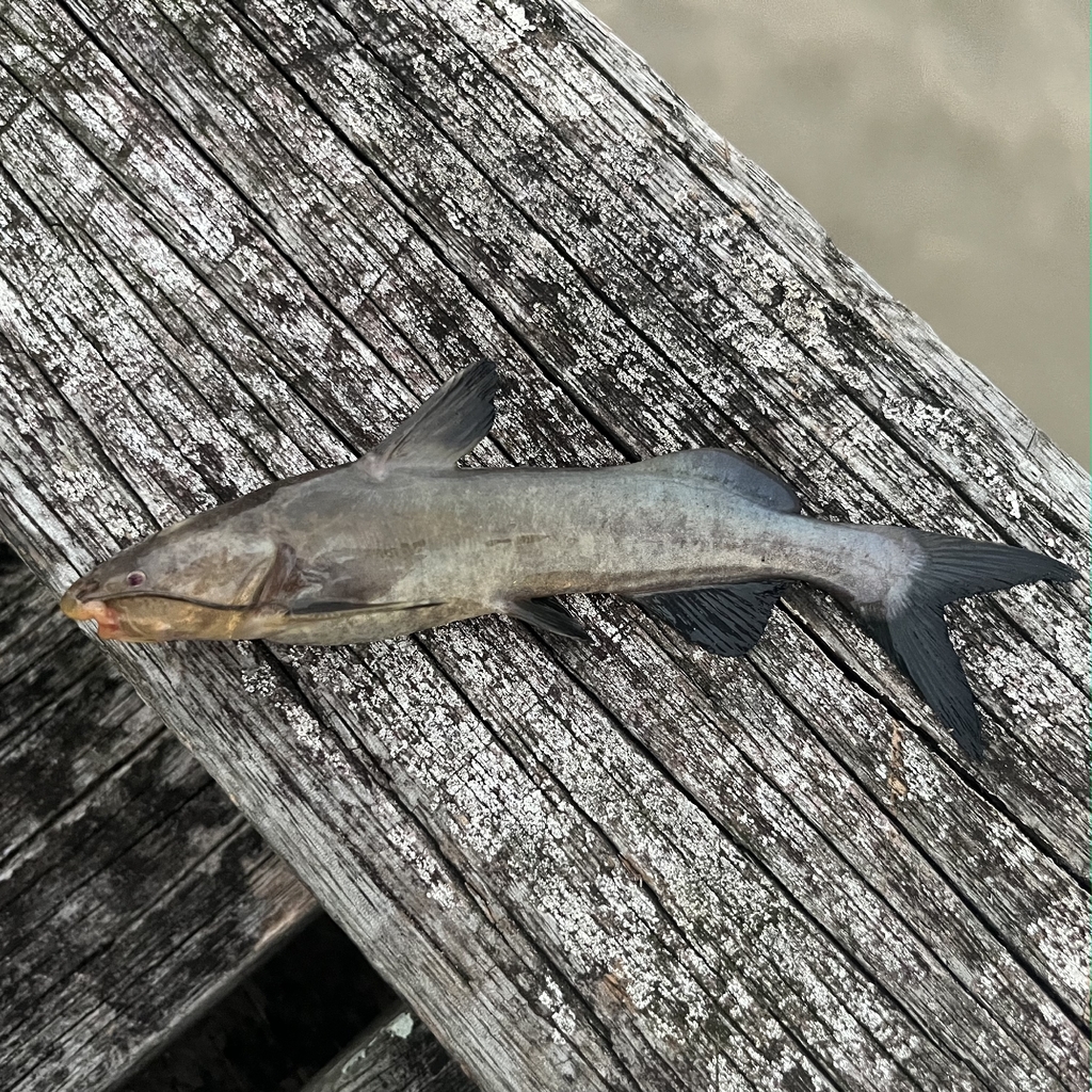 Embroidered sea catfish (Amphiarius phrygiatus) — Ariidae