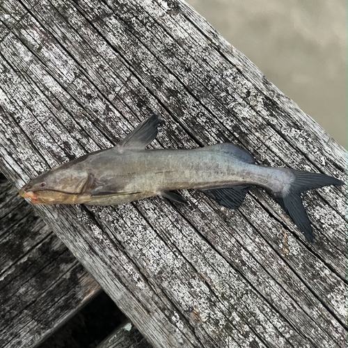 Embroidered sea catfish (Amphiarius phrygiatus) — Ariidae
