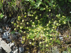 Chamaesciadium acaule