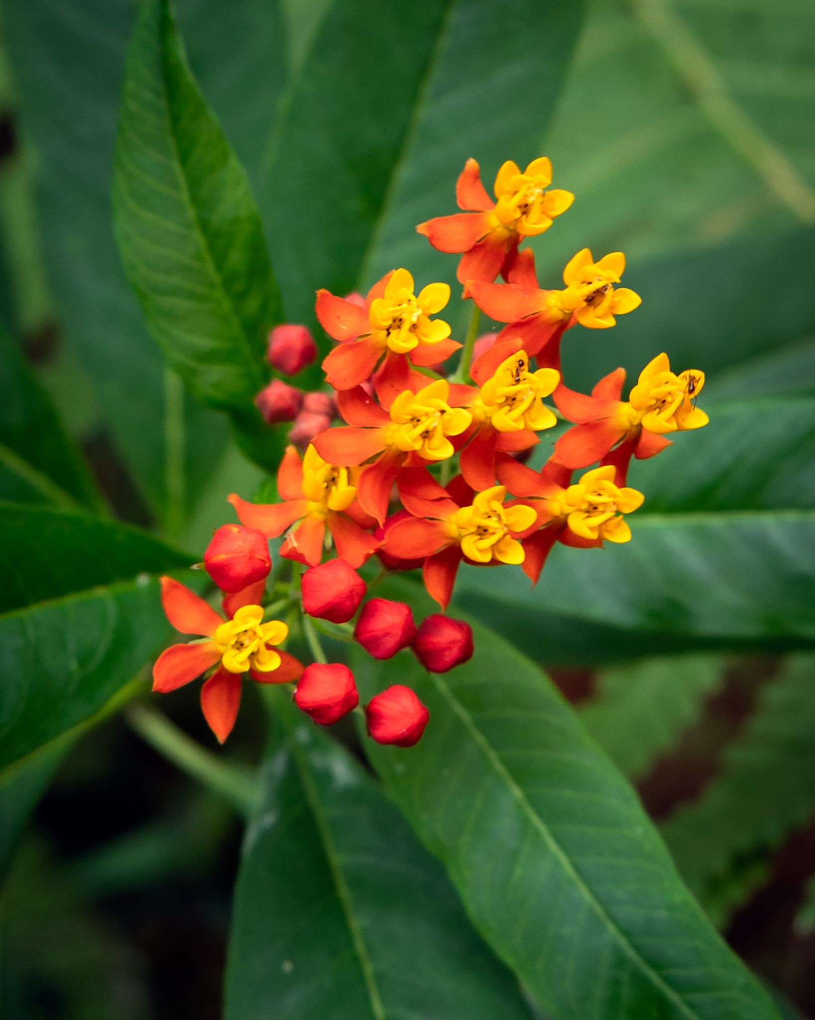 Asclepias curassavica