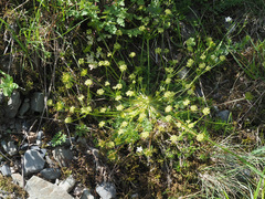 Chamaesciadium acaule