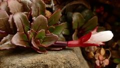 Epilobium margaretiae