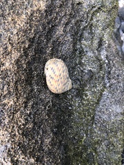 Nerita versicolor