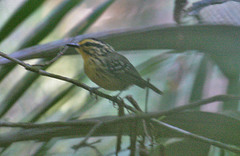 Hypocnemis hypoxantha