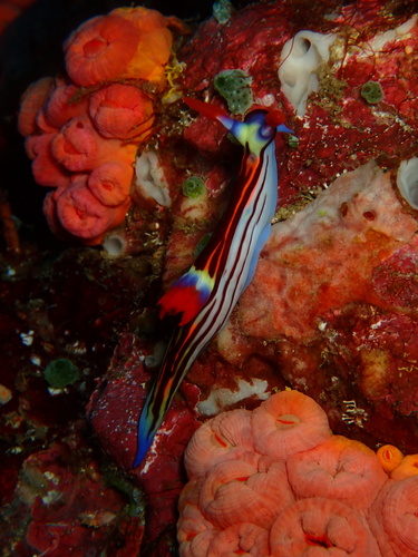 Nembrotha lorosae