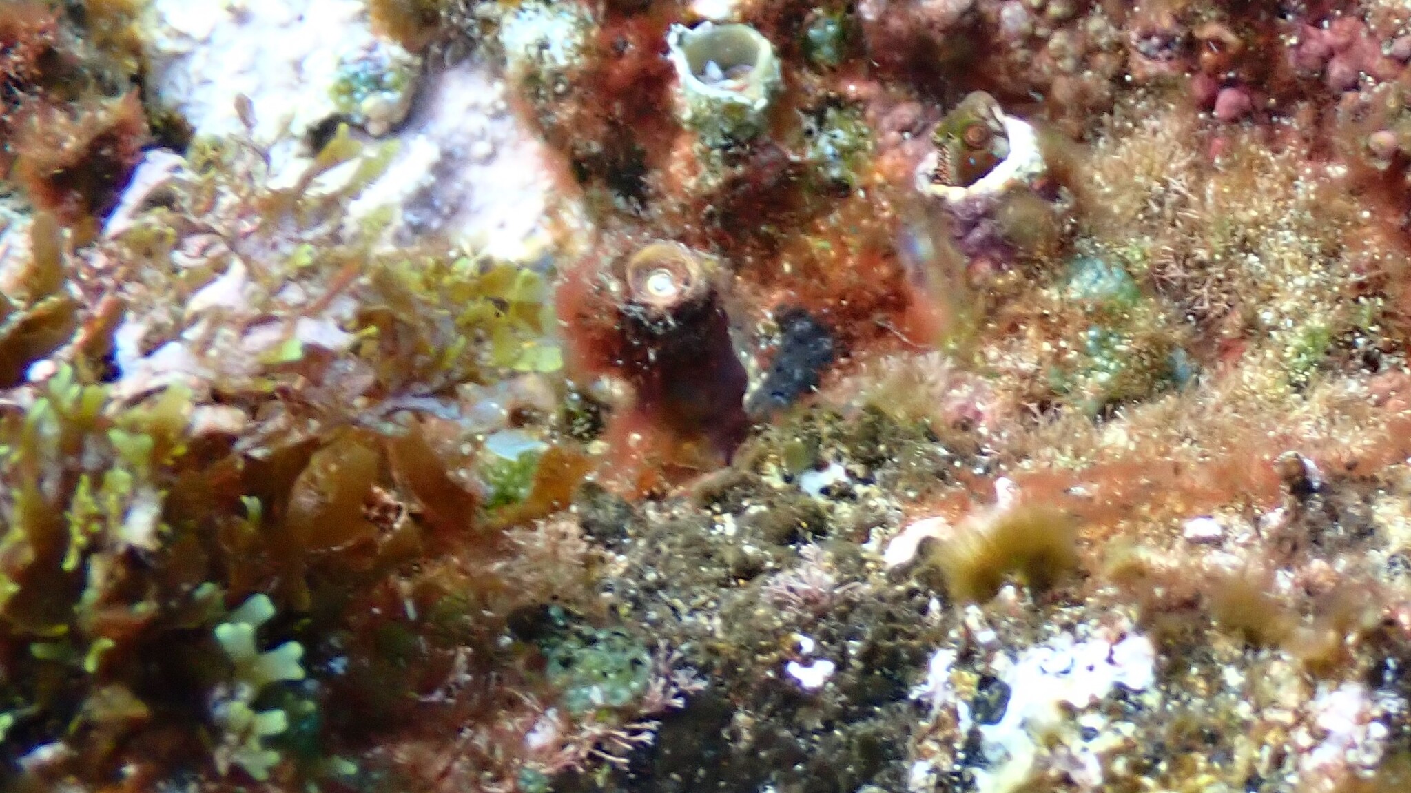 Itajobi Blenny photo 6