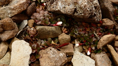 Epilobium margaretiae