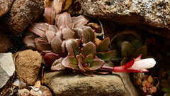 Epilobium margaretiae