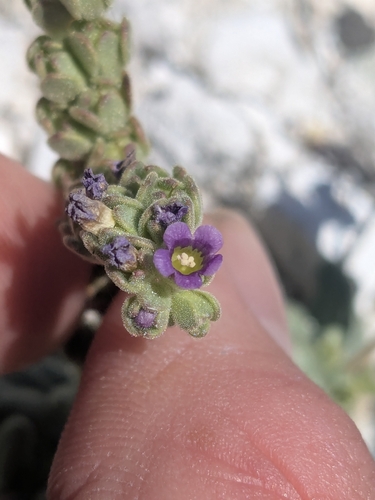 Parish's phacelia (Phacelia parishii)