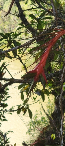 Tillandsia punctulata (Tillandsia punctulata)