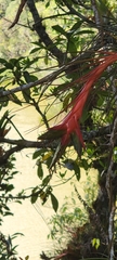 Tillandsia punctulata, photograph (c) Nohemy Juc, some rights reserved (CC BY)