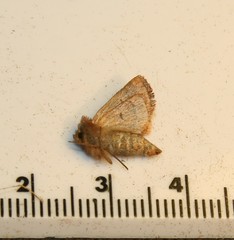 Lemmeria digitalis