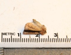 Lemmeria digitalis