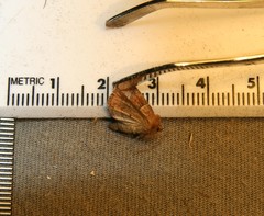 Lemmeria digitalis