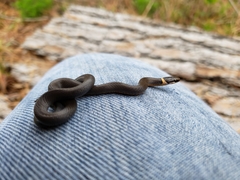 Diadophis punctatus stictogenys