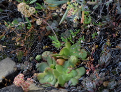 Crassula orbicularis