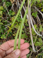 Carex spissa