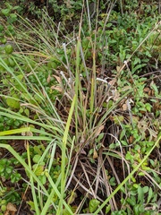 Carex spissa