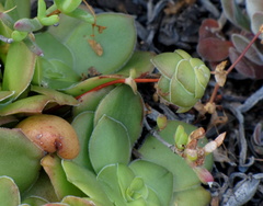 Crassula orbicularis