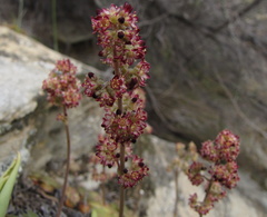 Crassula orbicularis