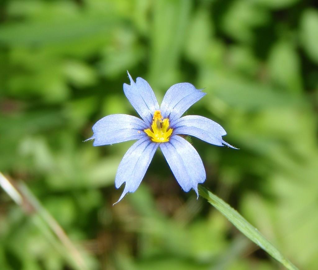 Needle-tipped Blue-eyed-grass