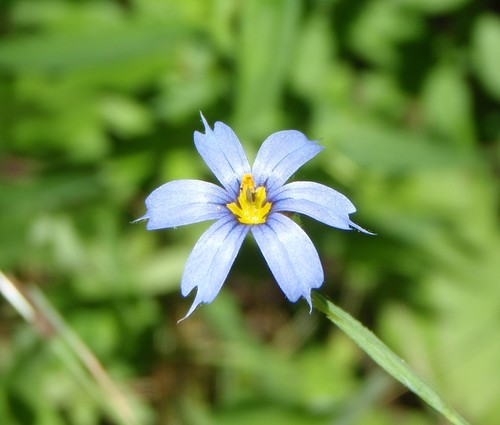 Sisyrinchium mucronatum
