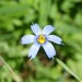 Needle-tipped Blue-Eyed-Grass - Photo (c) Nils Helstrom, some rights reserved (CC BY-NC), uploaded by Nils Helstrom
