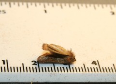 Lemmeria digitalis