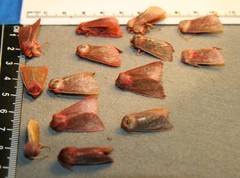 Psectraglaea carnosa