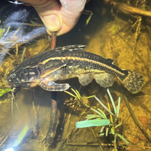 Spiny catfish (Acanthodoras cataphractus) — Doradidae — 5