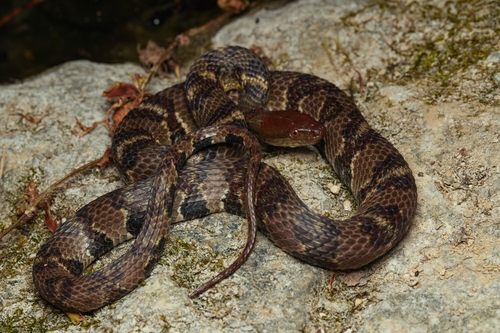 Asiatic Water Snake