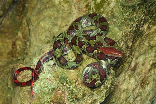 Flower Snake