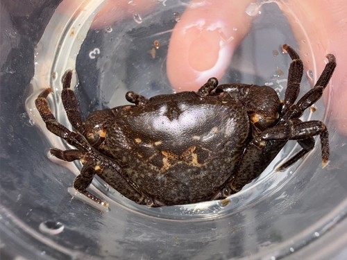 Yarepotamon meridianum