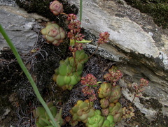 Crassula orbicularis