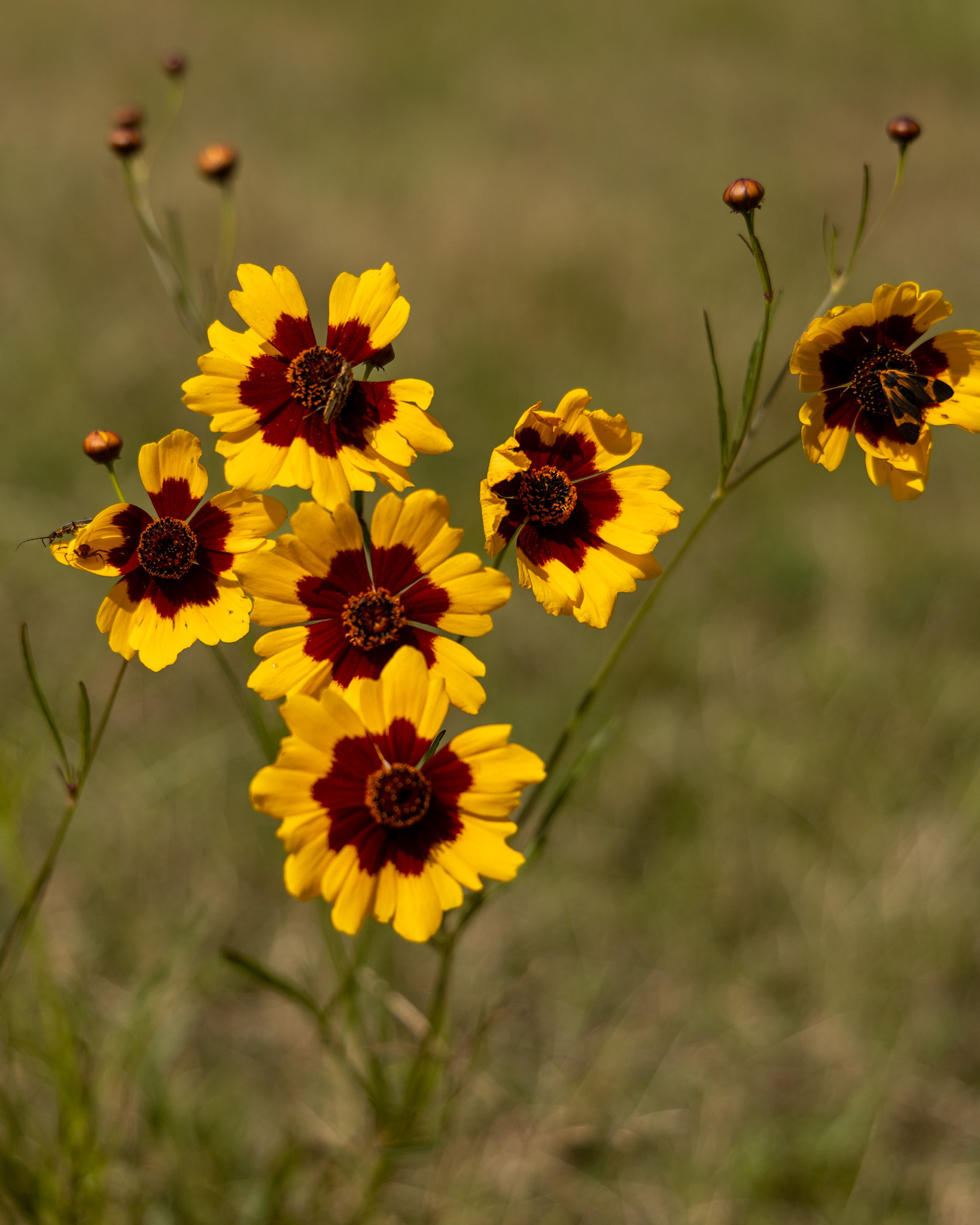 Coreopsis tinctoria