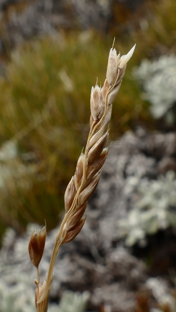 Anthoxanthum recurvatum