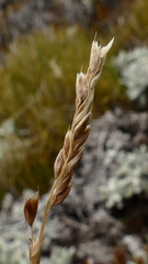 Anthoxanthum equisetum