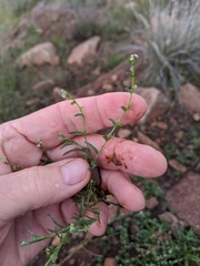 Harpagonella palmeri