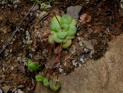 Crassula orbicularis
