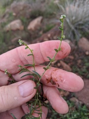 Harpagonella palmeri