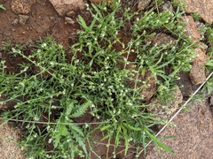 Harpagonella palmeri
