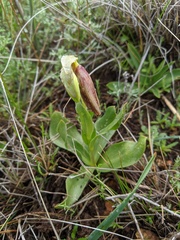 Fritillaria biflora biflora